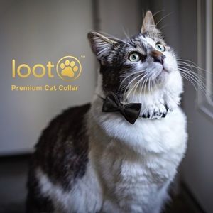 Black Velvet Cat Collar with Bow tie